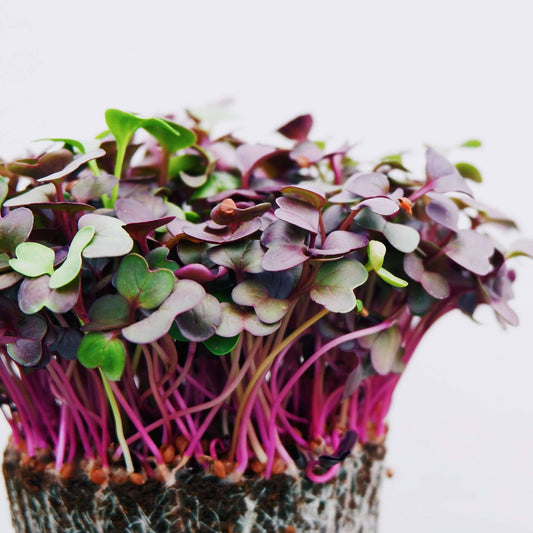 Rainbow Radish Microgreens