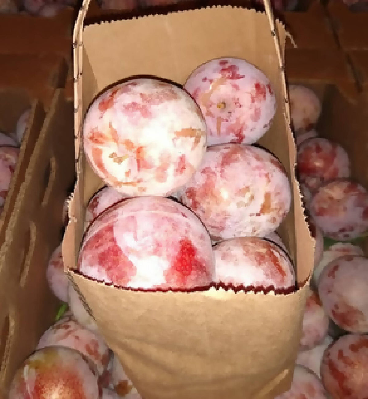 Pluots - Dapple Dandy - 4lb Tote Bag