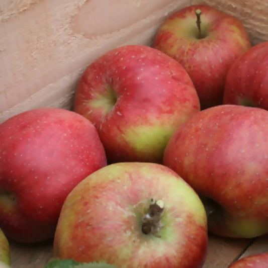 Zestar! Apple Tote Bag