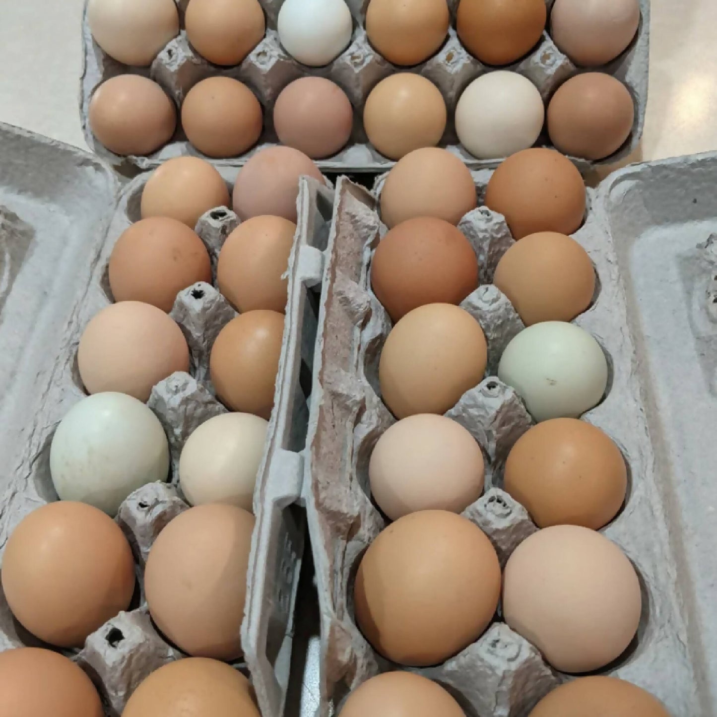 Eggs | Grass-Fed Free-Roaming