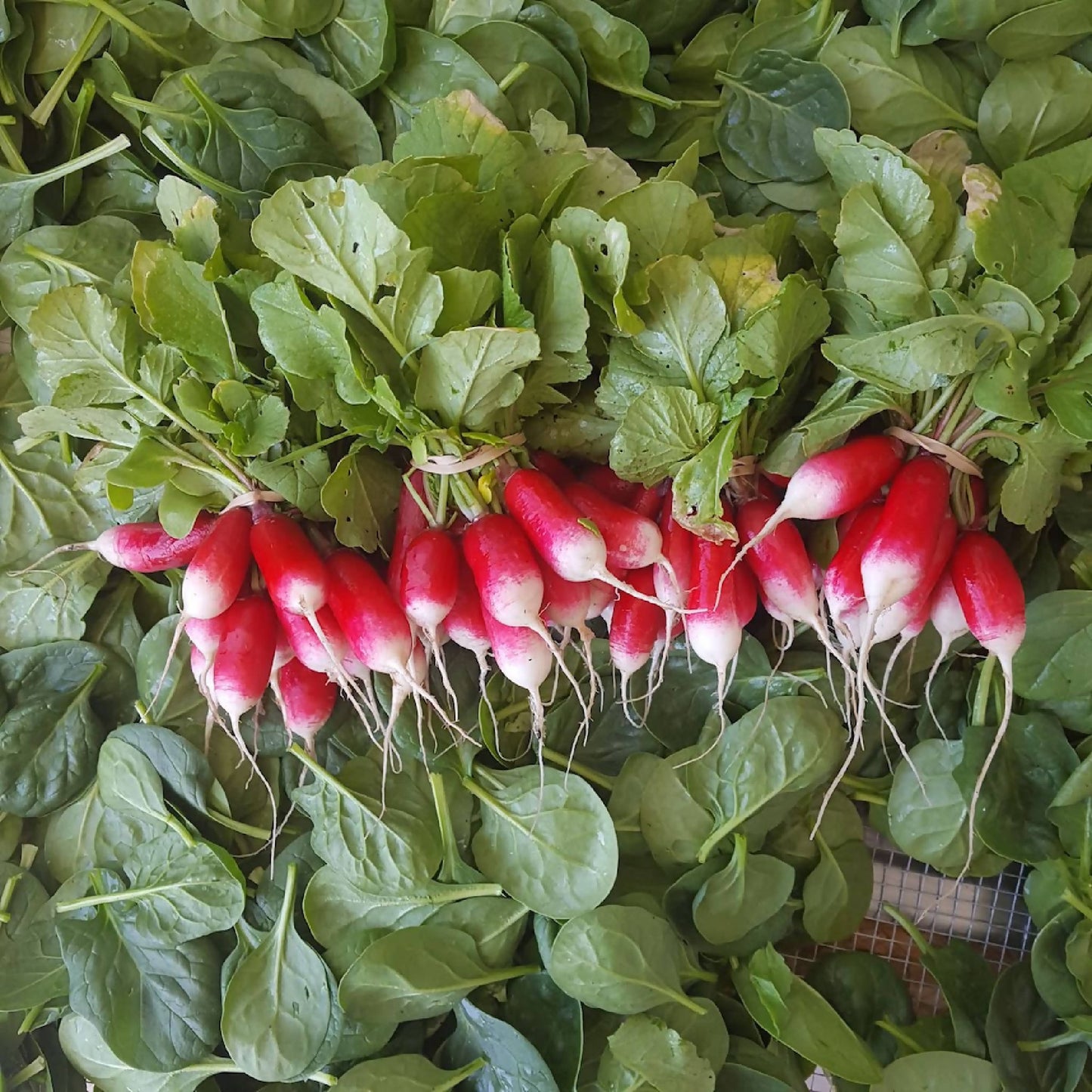 French Breakfast Radish | Whistlepig Farm