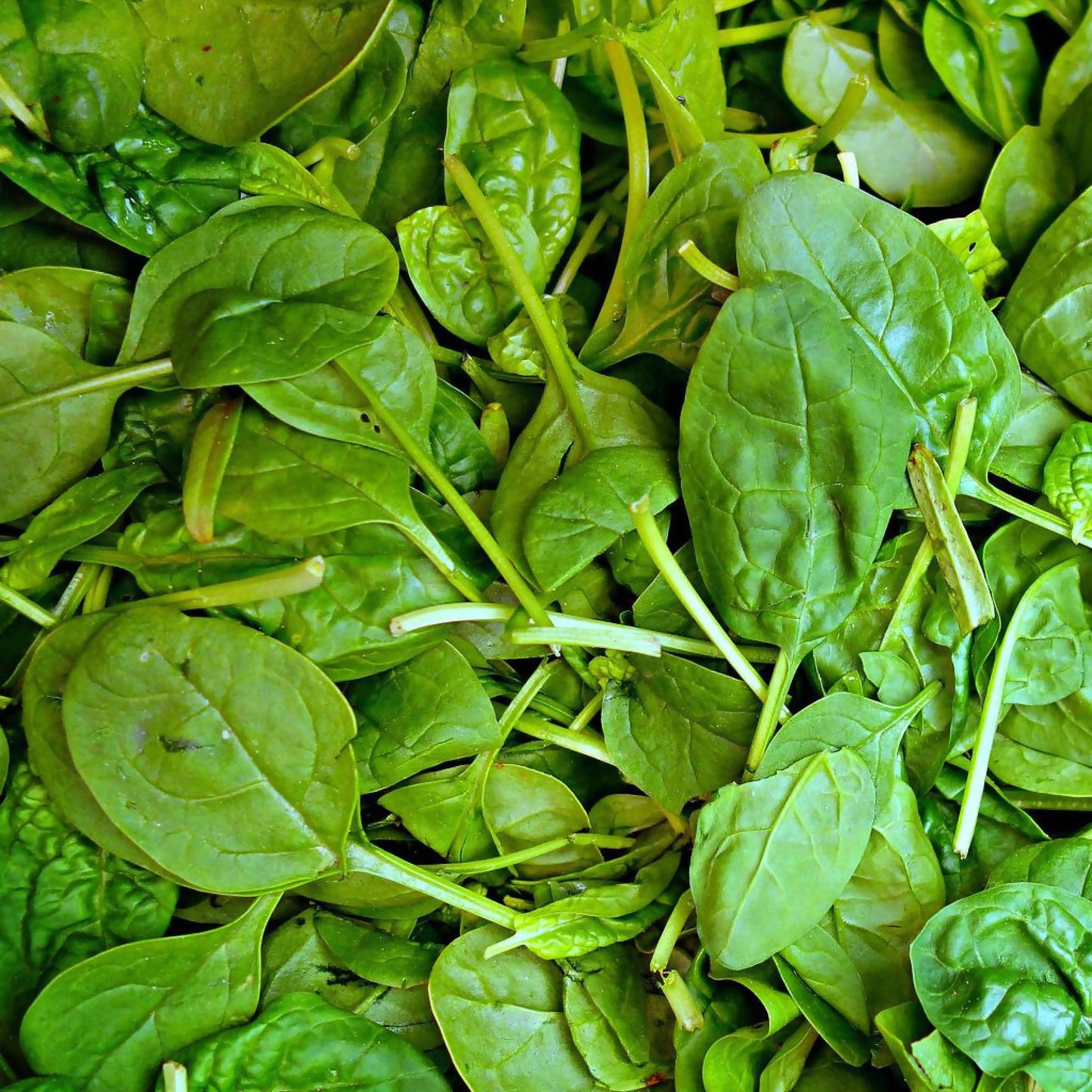 Spinach | Whistlepig Farm