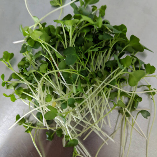 Broccoli Shoots Microgreens