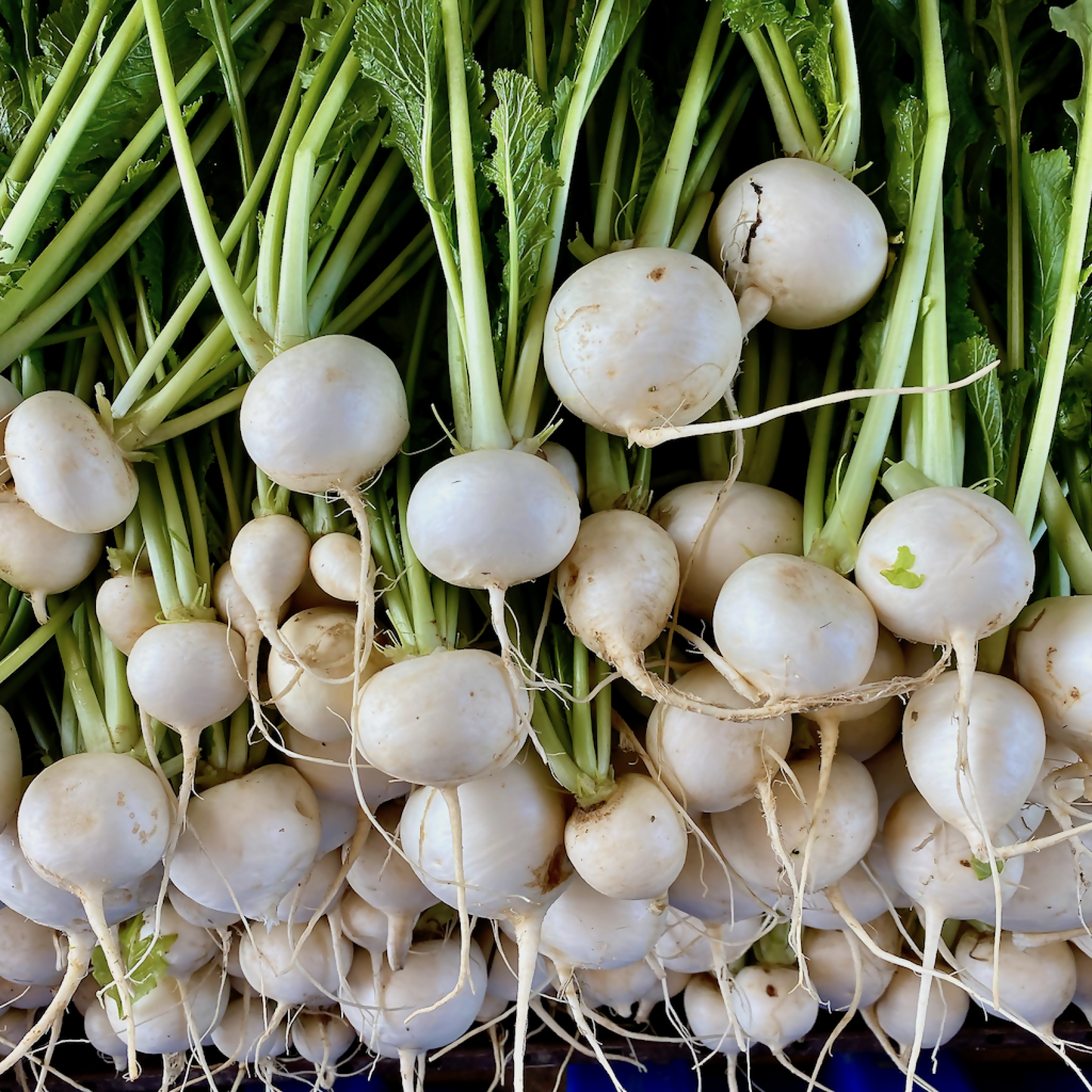 Sweet Turnips