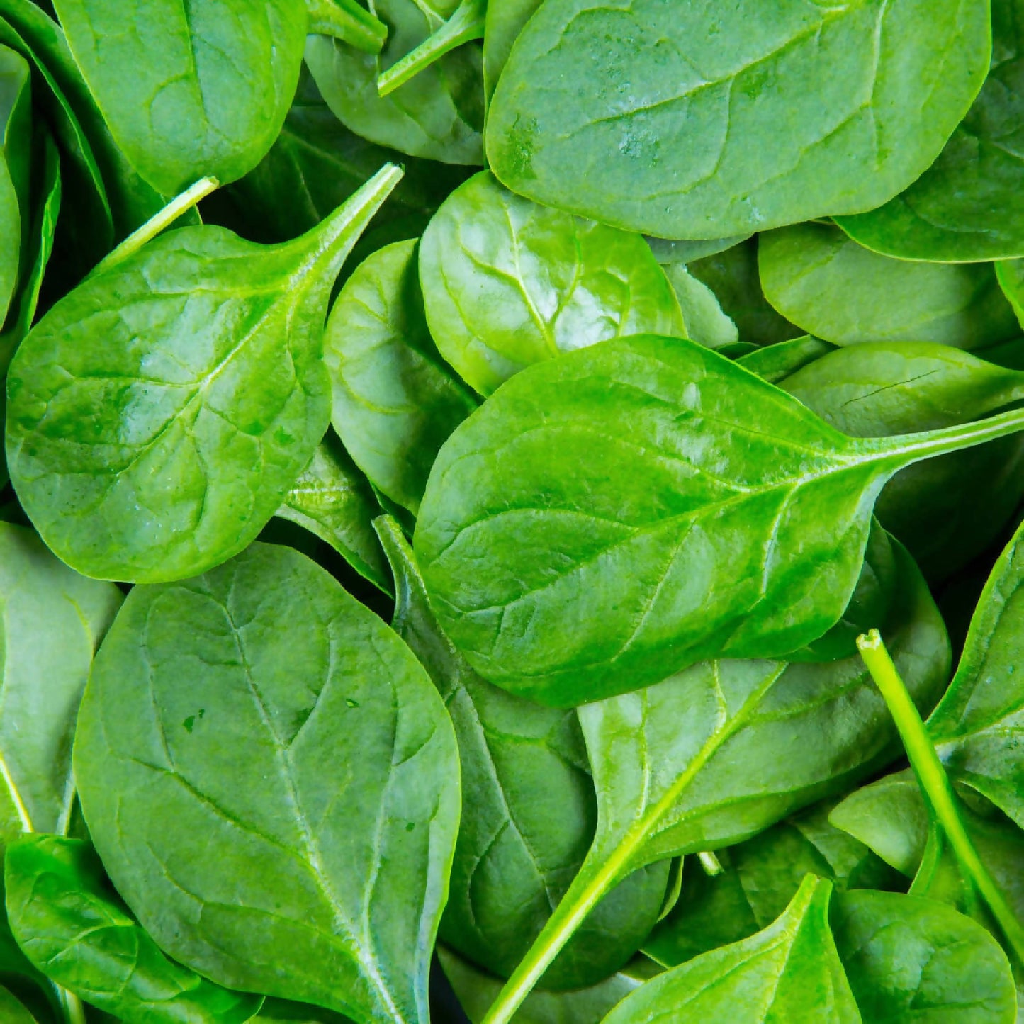 Spinach | Black Fox Farm