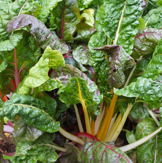 Rainbow Chard | Whistlepig Farm