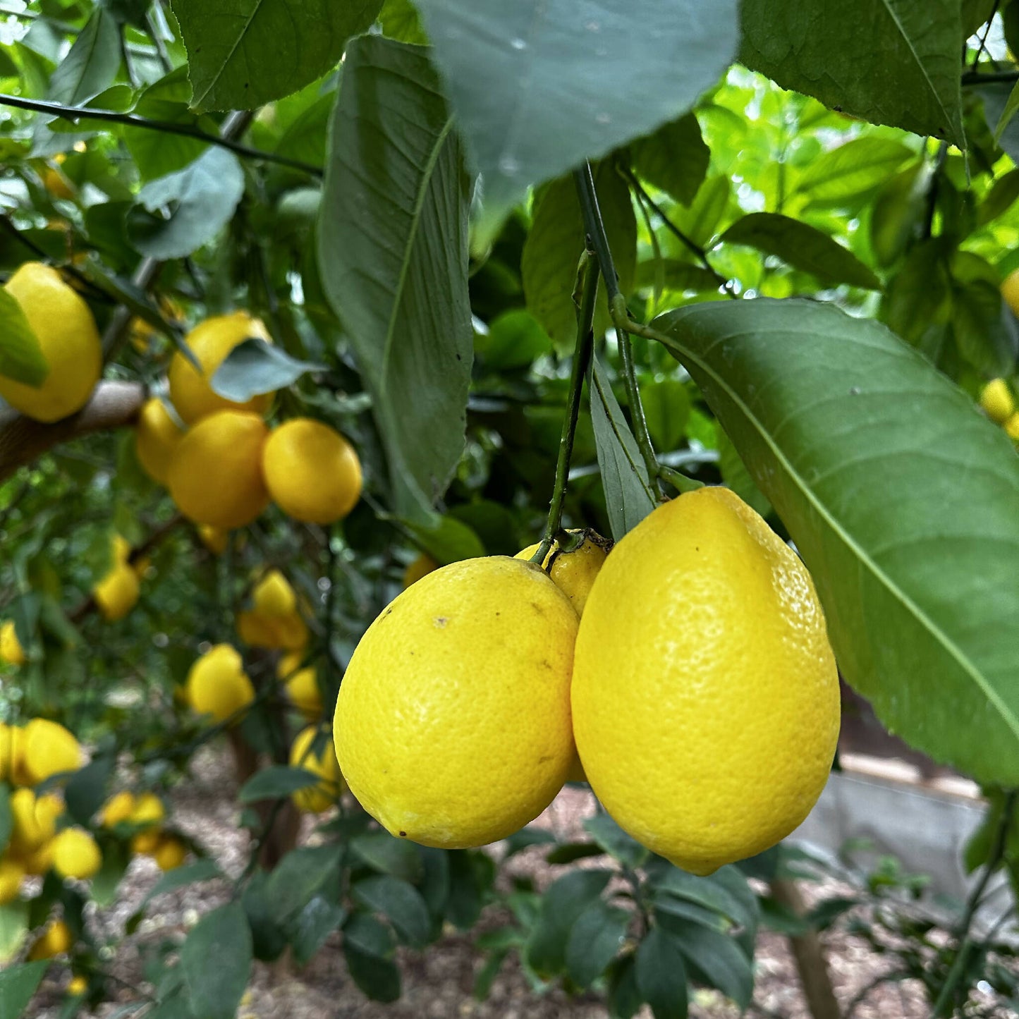 Meyer Lemons | Geothermal Greenhouse