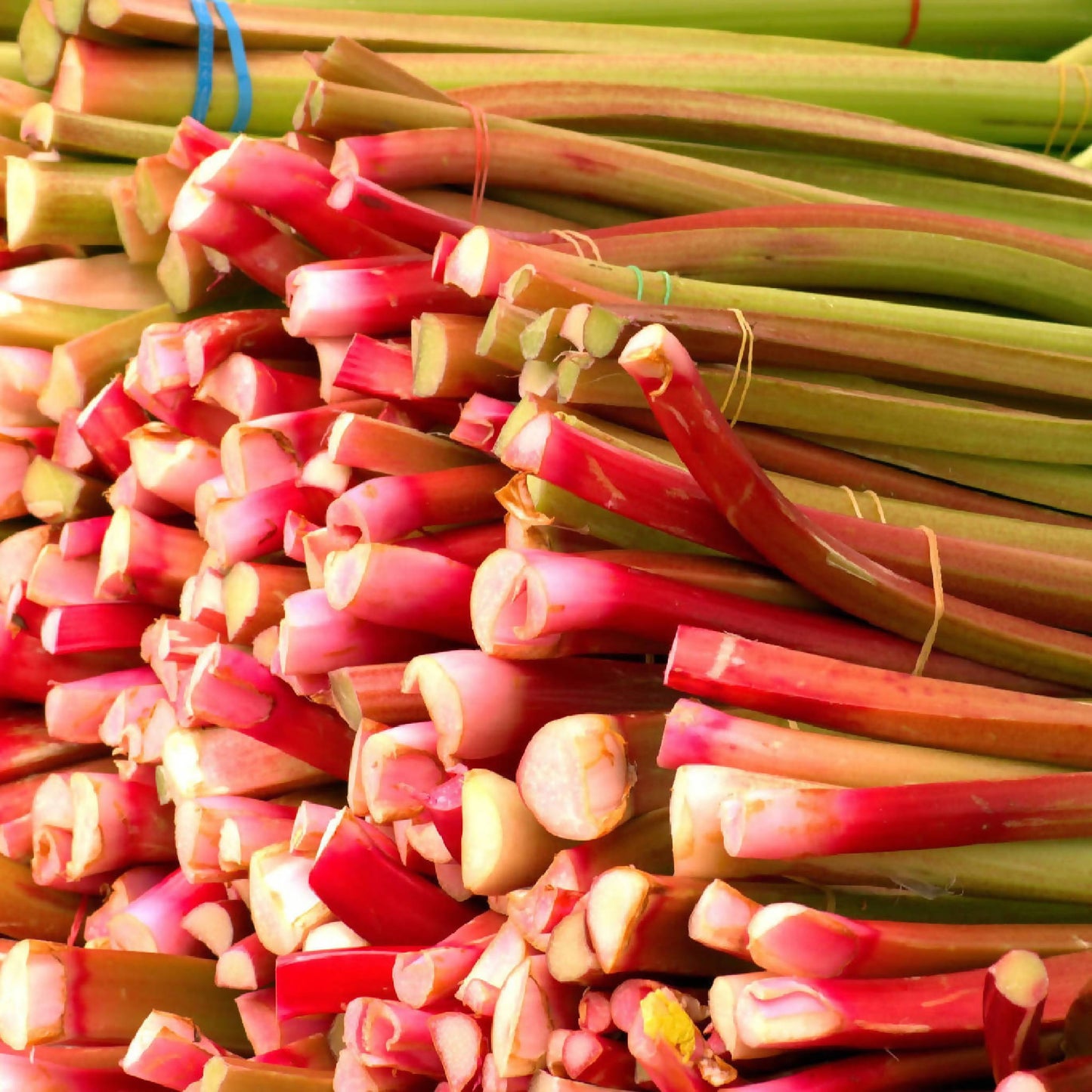 Rhubarb | Whistlepig Farm