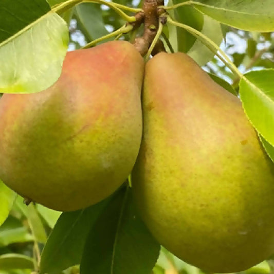 Pears - Magness