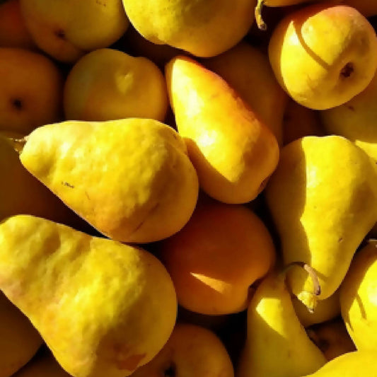 Pears - Harrow Sweet - 4lb Tote Bag