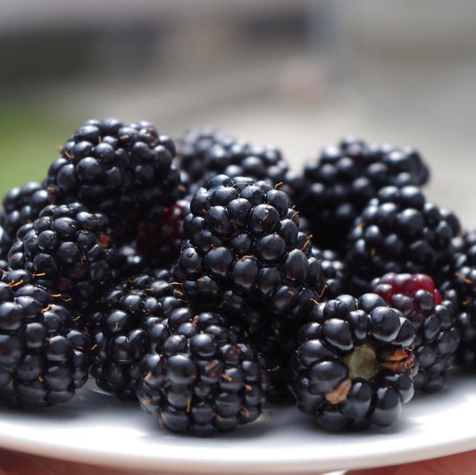 Blackberries | Whistlepig Farm