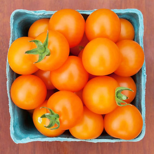 Sungold Cherry Tomatoes | Black Fox Farm