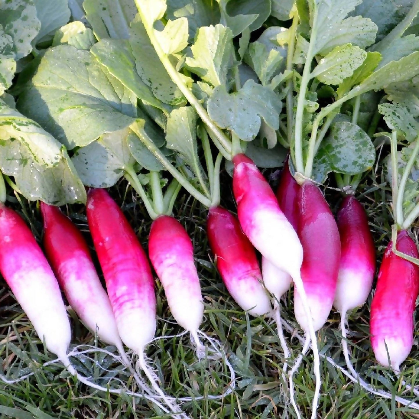 French Breakfast Radish | Whistlepig Farm