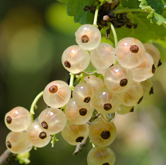 White Currants | Whistlepig Farm