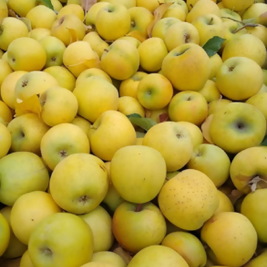 Ginger Gold Apples | Kelley Orchards