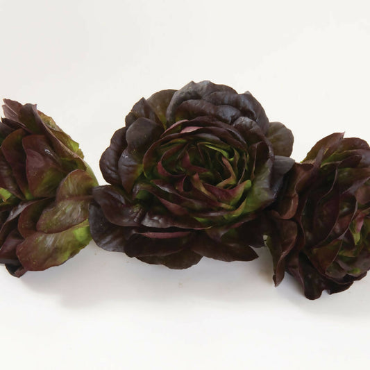 Red Butterhead Lettuce