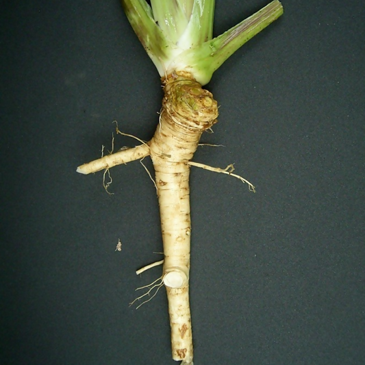 Horseradish Root