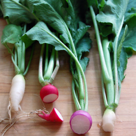 Radishes | Whistlepig Farm