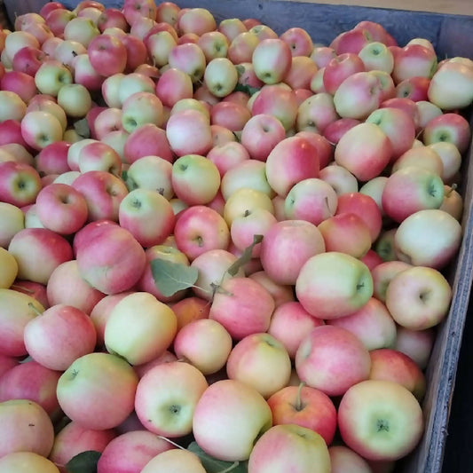royal gala apples