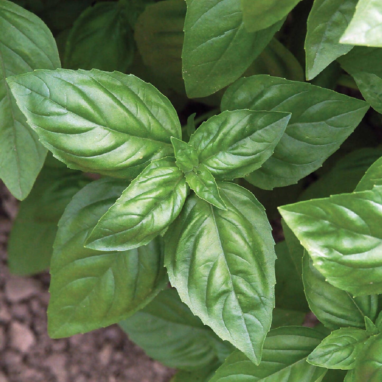 Genovese Basil
