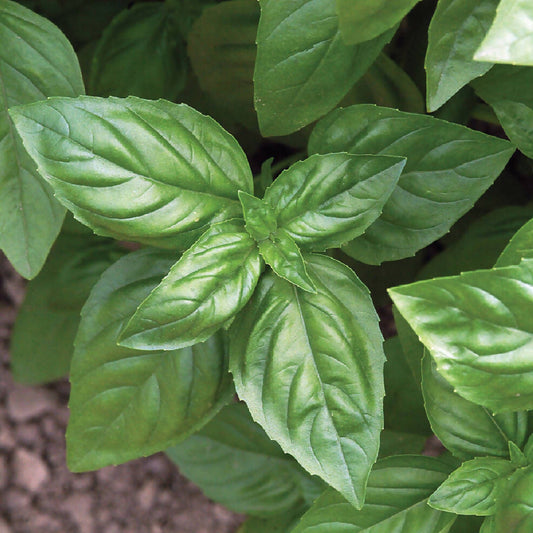 Genovese Basil