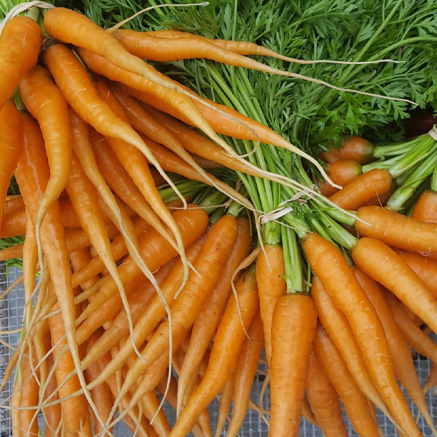 Carrots
