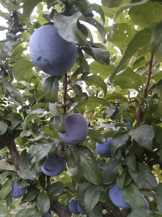 Plums - Catalina