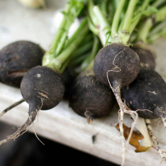 Black Radishes