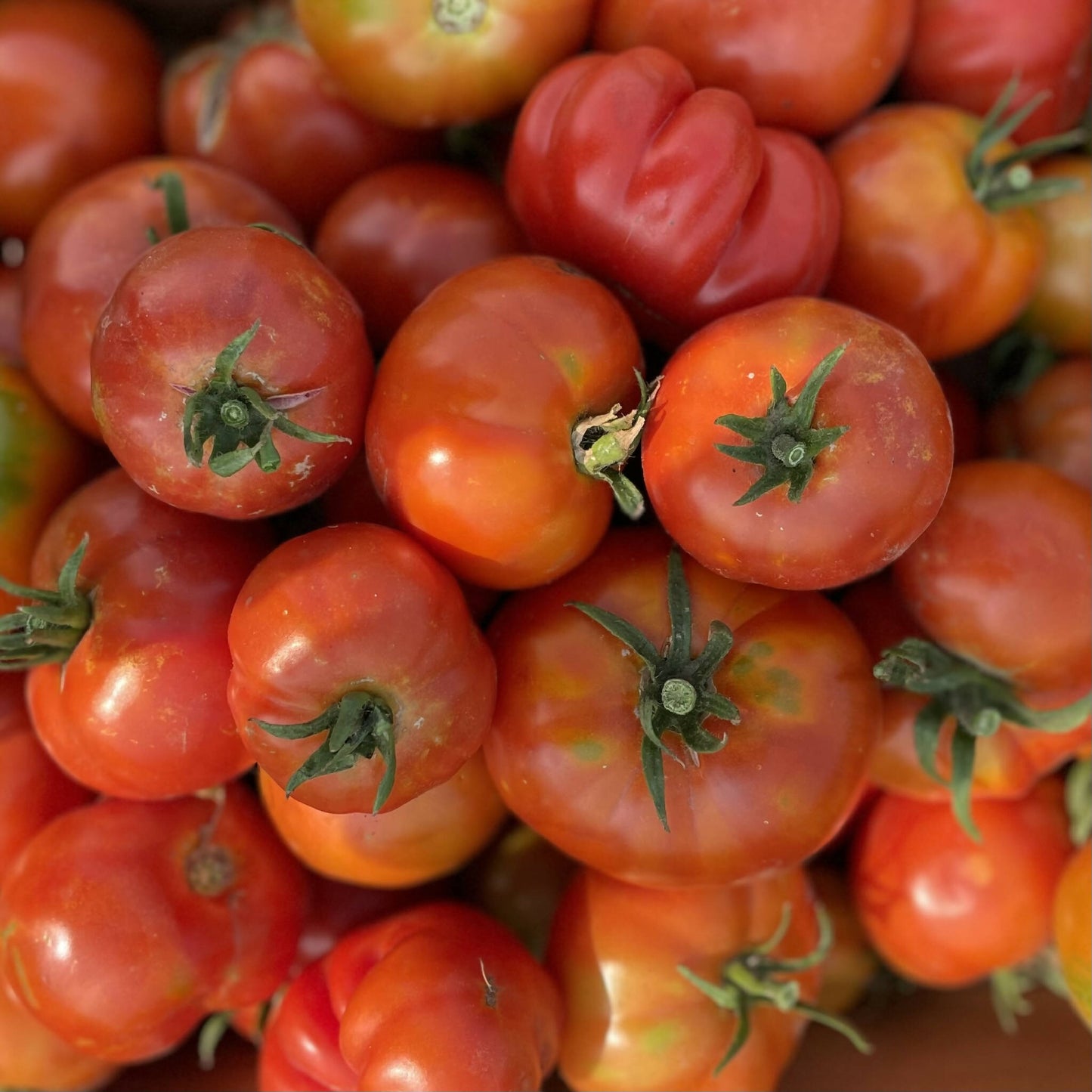 Hierloom Tomato