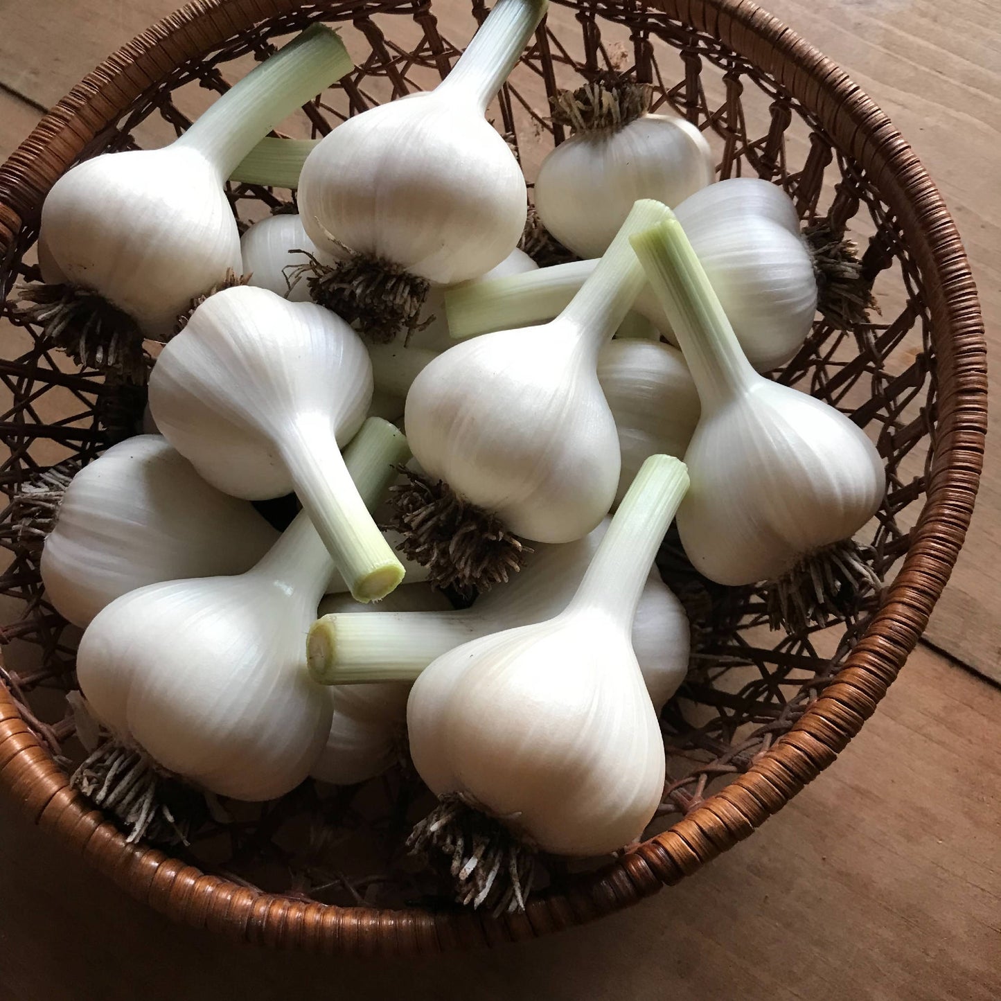 Garlic