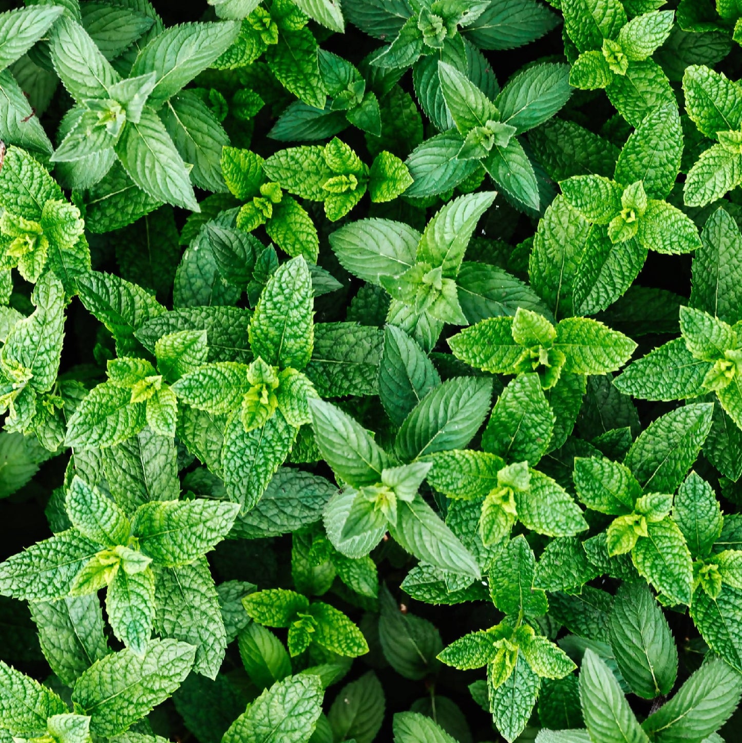Mint | Whistlepig Farm