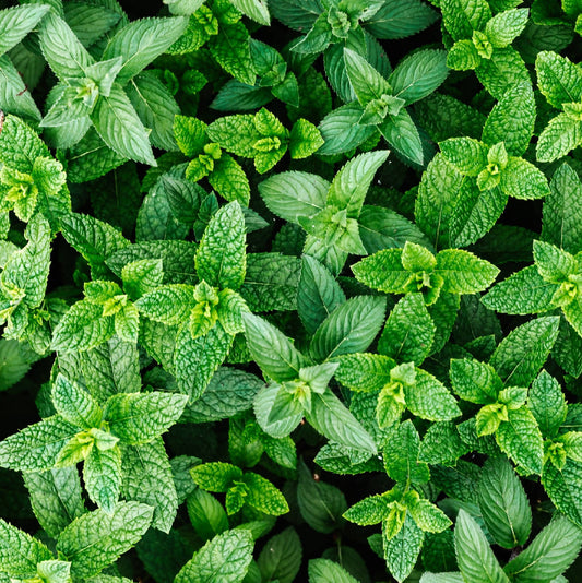 Mint | Whistlepig Farm