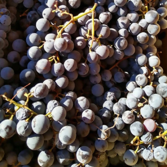 Grapes - Concord
